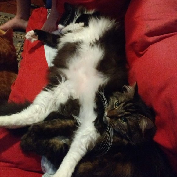 Meet your Posher, Tish - Picture 13 of 15